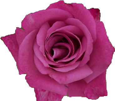 Pink Rose Png By Vixen1978 - Rose (500x350)
