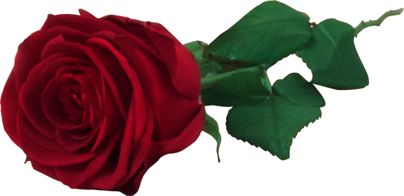 Red Rose Free Png By Miloshjevremovic - Real Flower Png Roses (800x389)