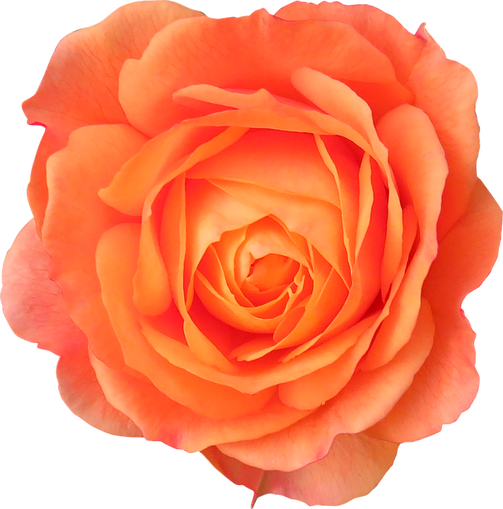 Rose Png 7, - Orange Flowers Transparent Background (711x720)