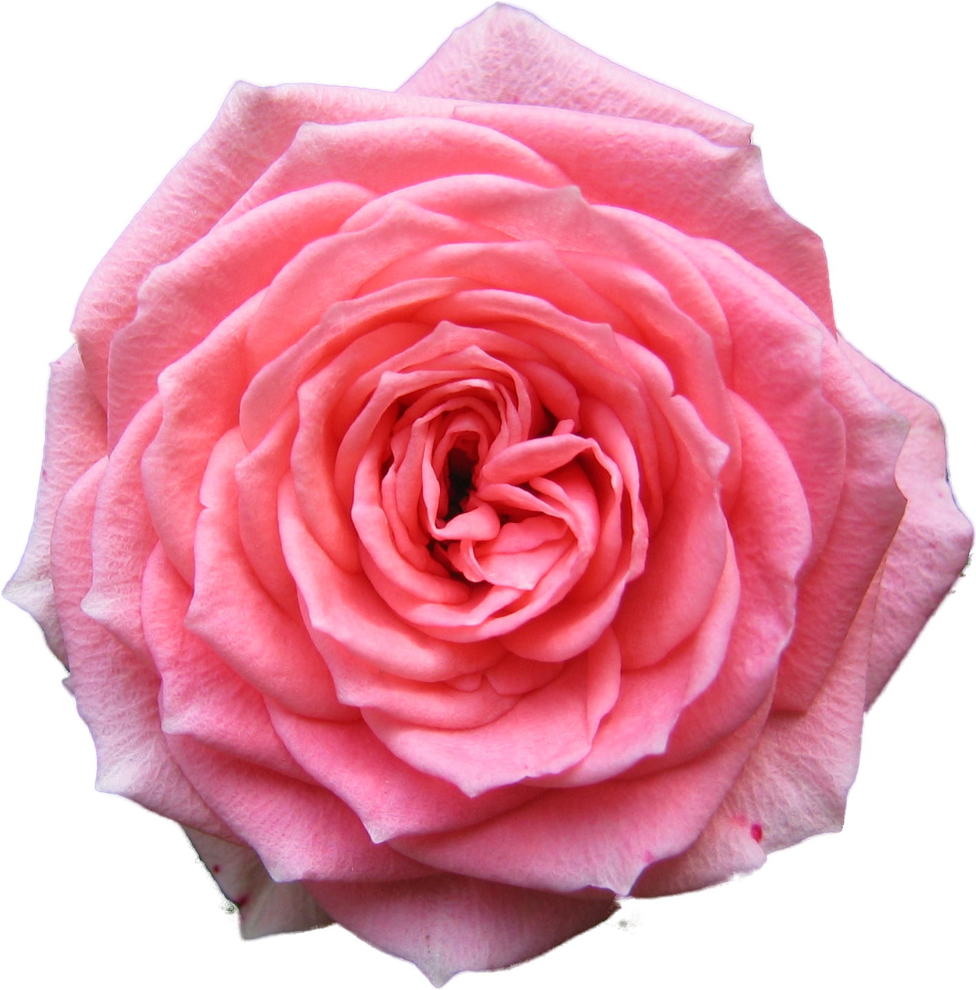 Free Icons Png - Transparent Background Flower Png (2272x1704)