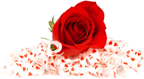 Download Red Rose Png Image - Flowers Red Rose Png (500x298)