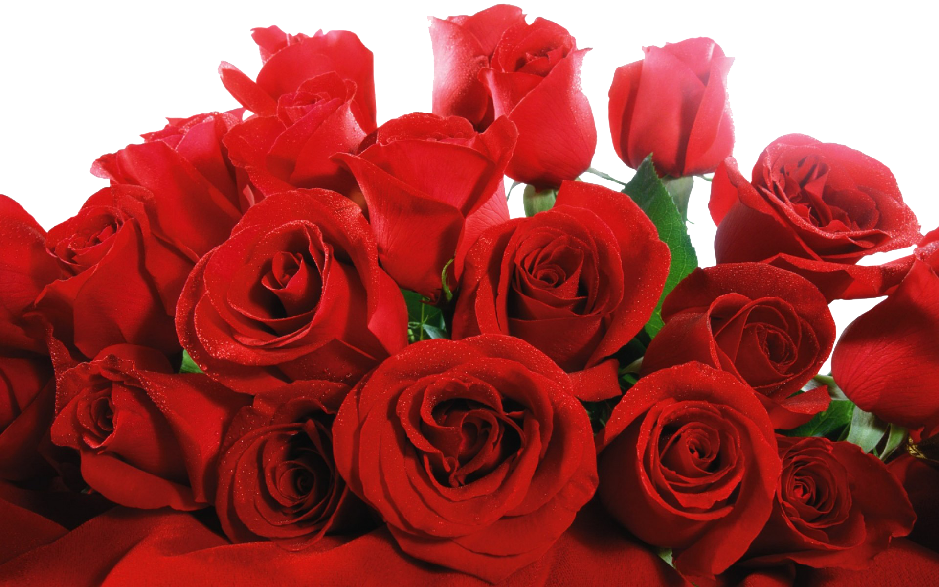 Red Rose Flowers Transparent Png Sticker - Bunch Of Red Roses (1920x1200)