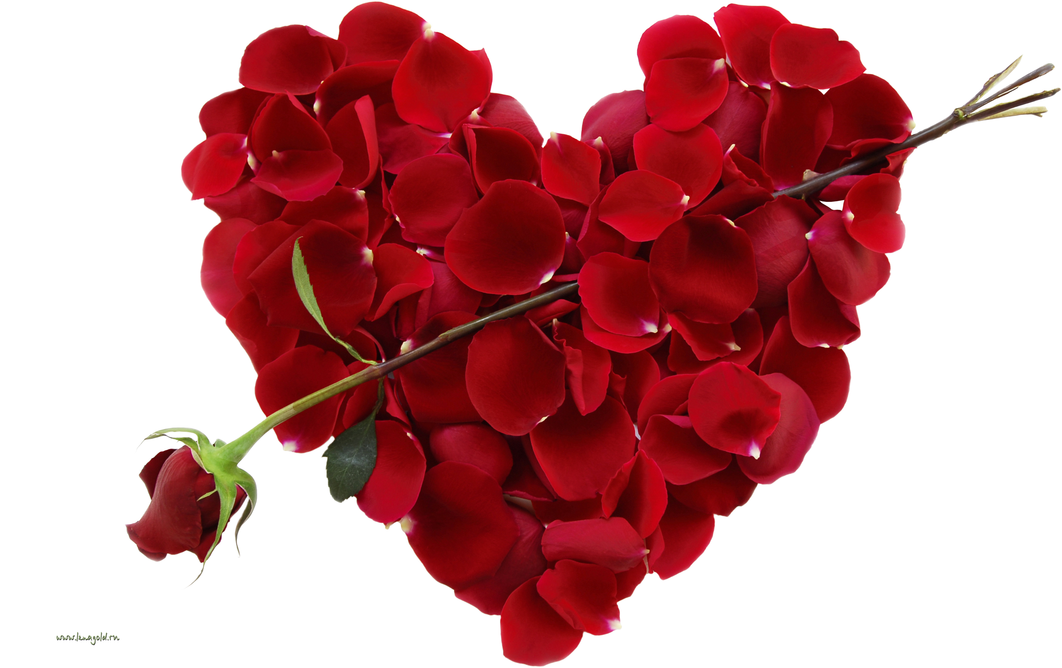 Rose Png Image, Free Picture Download - Valentine's Day 2018 (3554x2238)