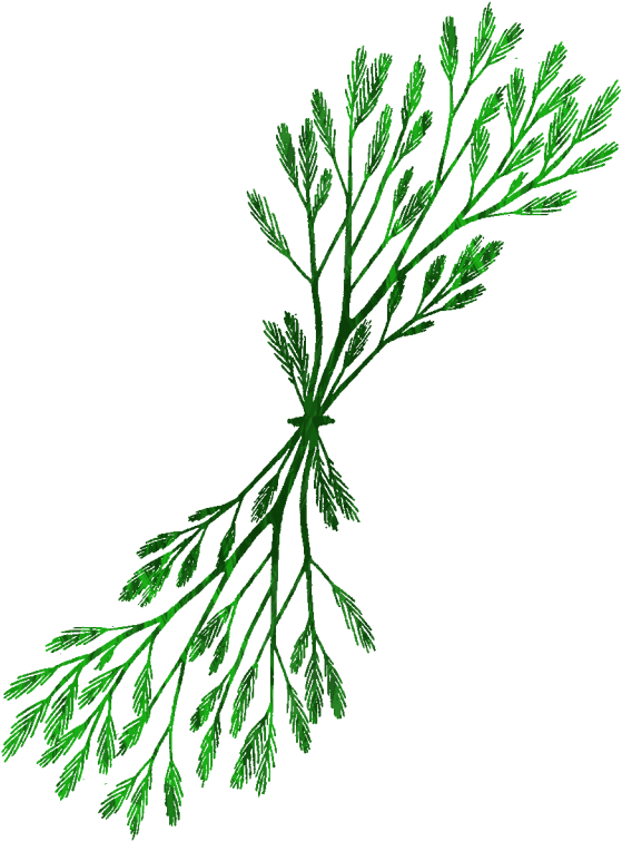 Seaweed Drawing Clip Art - Drawing (768x769)