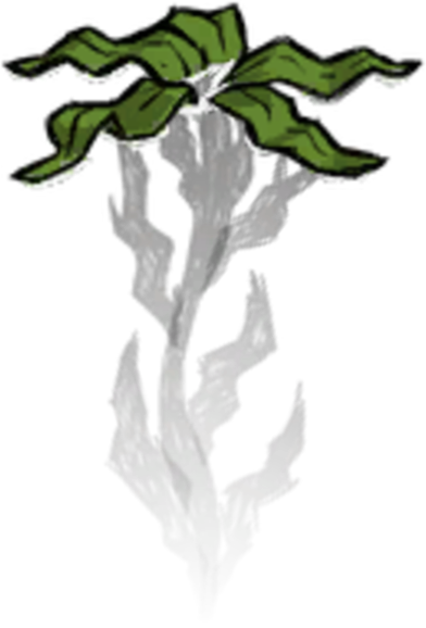 Seaweed Planted - Seaweed Don T Starve (392x578)