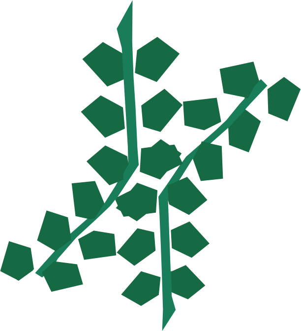Edible Seaweed Detail - Edible Seaweed (612x672)