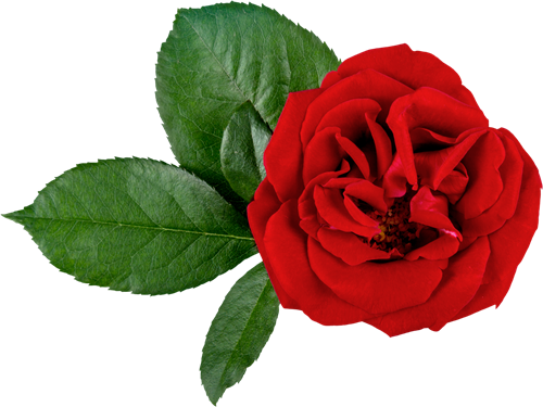 Rose Medicinal Uses (500x375)