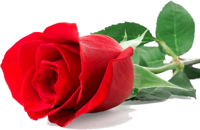Single Red Rose - Single Red Rose Png (684x494)