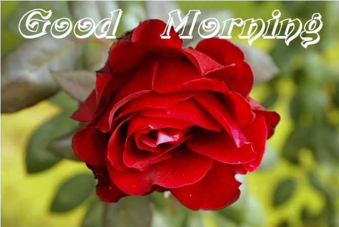 Good Morning Red Roses (720x724)
