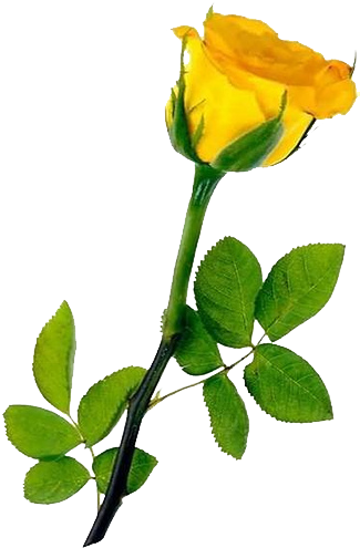 Single Yellow Rose Transparent Background - Yellow Long Stem Roses (352x494)