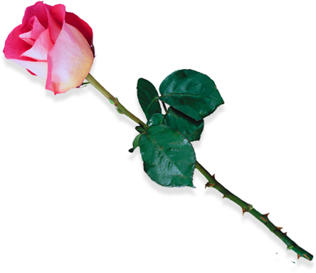 Rose 2012 03 05 - Роза Gif Png (444x383)