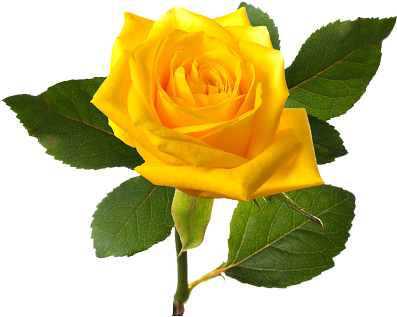 Download Png Image Report - Single Yellow Rose Flower (438x393)