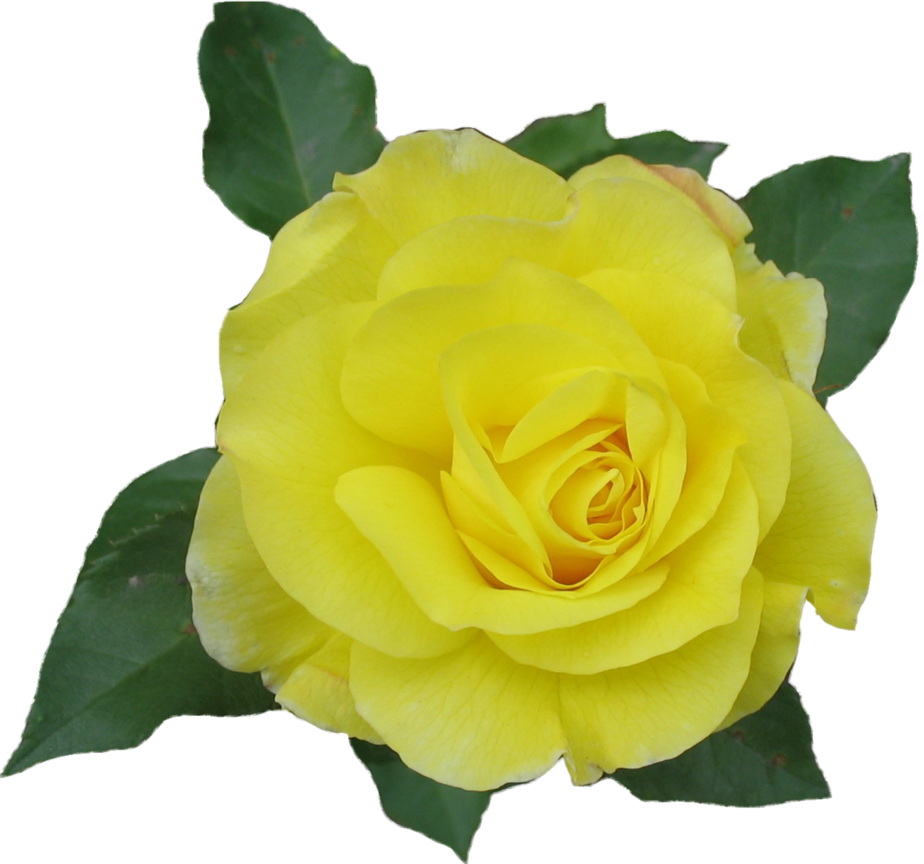 Rose Yellow Png By Aidana2010 - Yellow Single Rose Png (924x864)