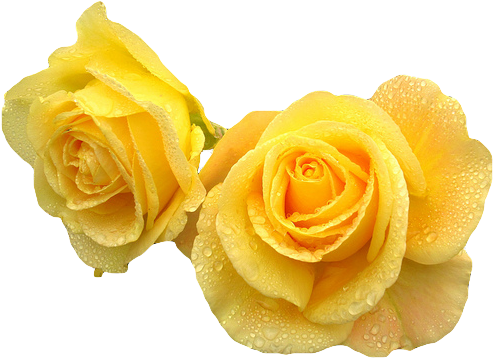 Flower Tumblr Transparent Yellow (495x369)