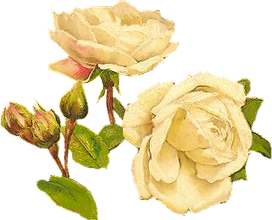 Yellow Roses - Vintage White Rosed Png (566x545)