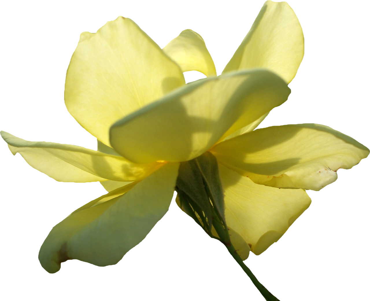 Yellow Rose 01 Png By Thy Darkest Hour - Yellow (1280x1041)