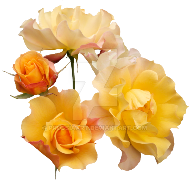 Png By Prussiaart - Rose (1024x724)