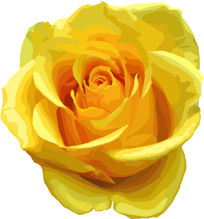 Yellow Rose Png Transparent Image - Yellow Rose Png (750x500)