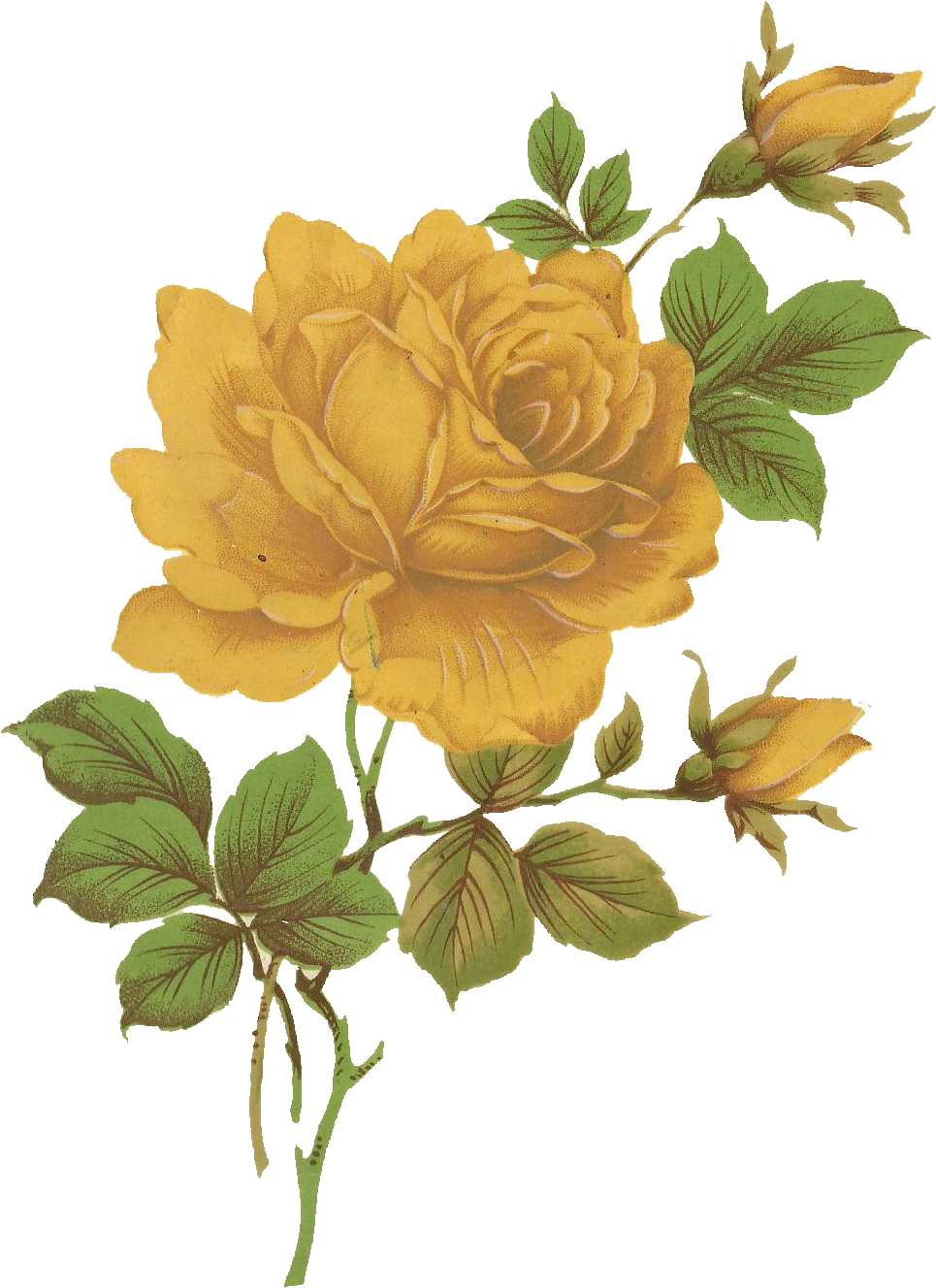 Jinifur Yellow Rose By Jinifur - Vintage Yellow Roses Png (1007x1512)
