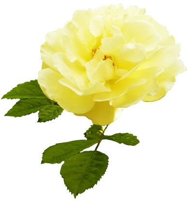 Yellow Rose With Leaves - Stem Yellow Roses Transparent (413x428)