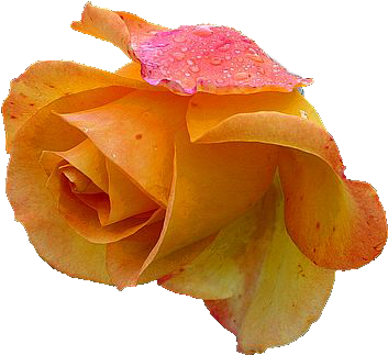 Yellow Rose 2 Png By Vixen1978 - Yellow Rose Png (500x375)