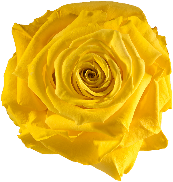 Preserved Rose Yellow Sun - Yellow Preserved Rose (738x738)