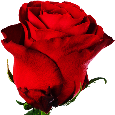 Rose Berry - Rose Rhodos (420x420)