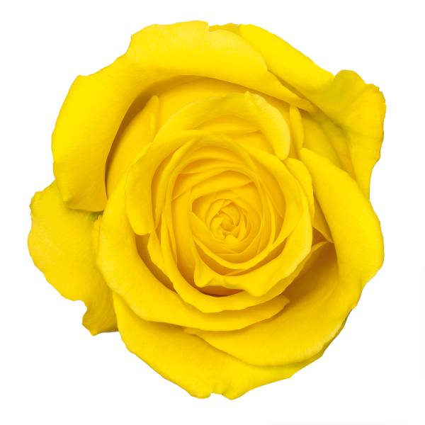 17 Nov - Yellow Rose Transparent (600x600)