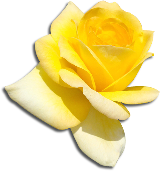 Sigma Delta Tau Flower - Garden Roses (600x600)