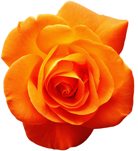 White Rose Png 15, - Orange Rose (660x720)