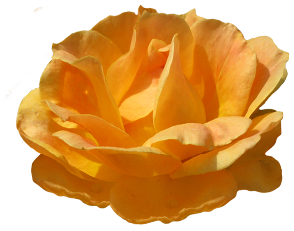 Yellow Rose Clipart Orange Rose - Orange Rose Png (591x465)