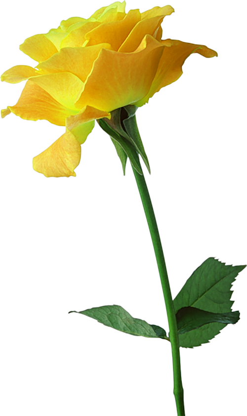 Clipart Yellow And Pink Rose Png - Роза Желтая Пнг (500x839)
