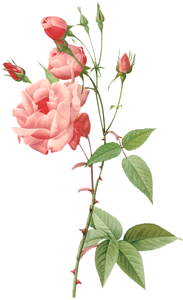 Pierre Joseph Redoute Roses (357x585)