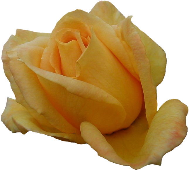 Orange Rose Png Just Our Pictures Of Roses ~ Favorite - Garden Roses (700x647)