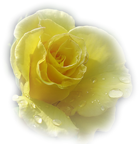 Yellow Rose - Garden Roses (400x300)