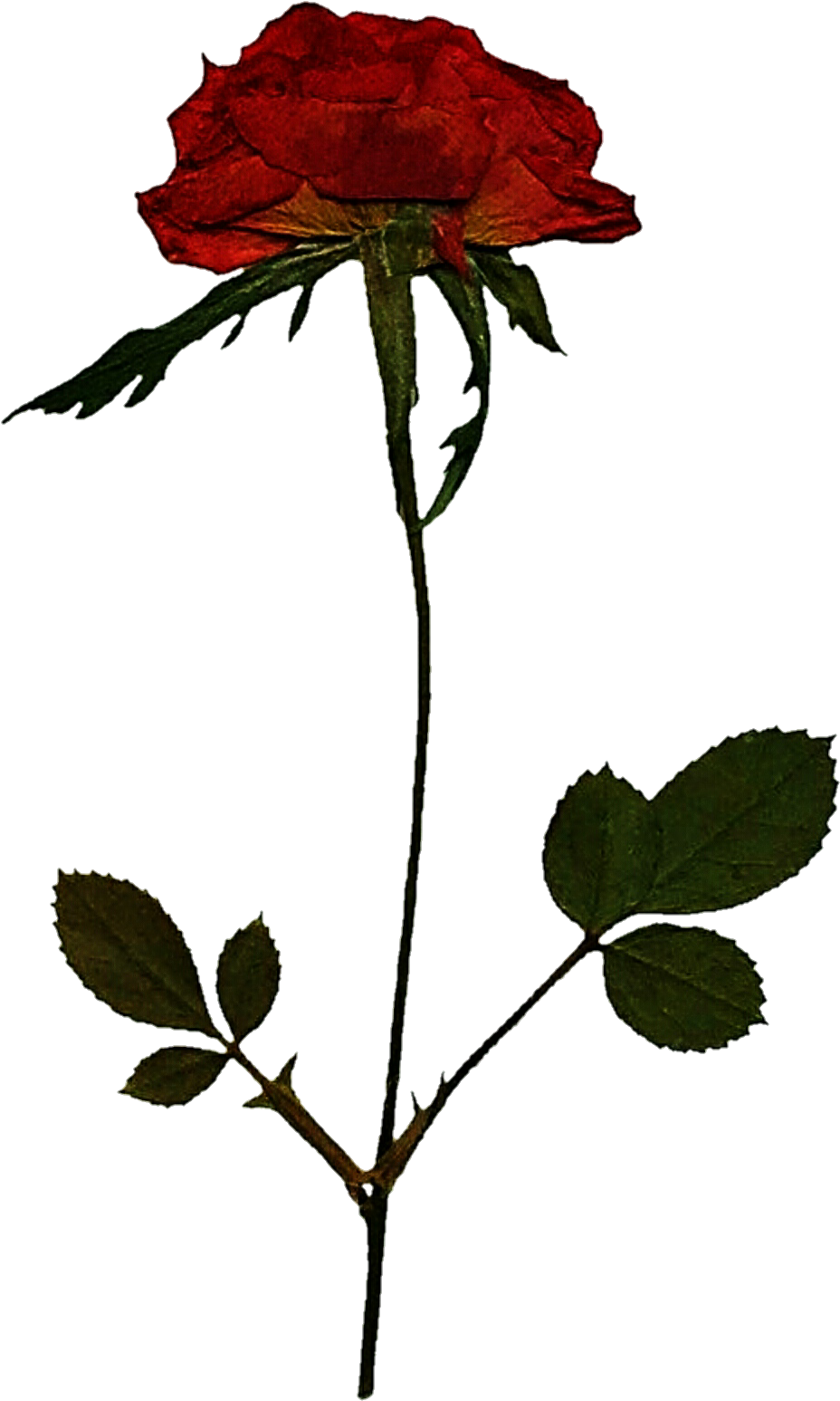 Pressed Rose By Jeanicebartzen27 Pressed Rose By Jeanicebartzen27 - Pressed Rose (970x1580)