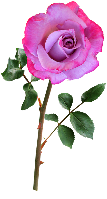 Single Pink Rose 24, Buy Clip Art - Flower With Stem Png (446x720)