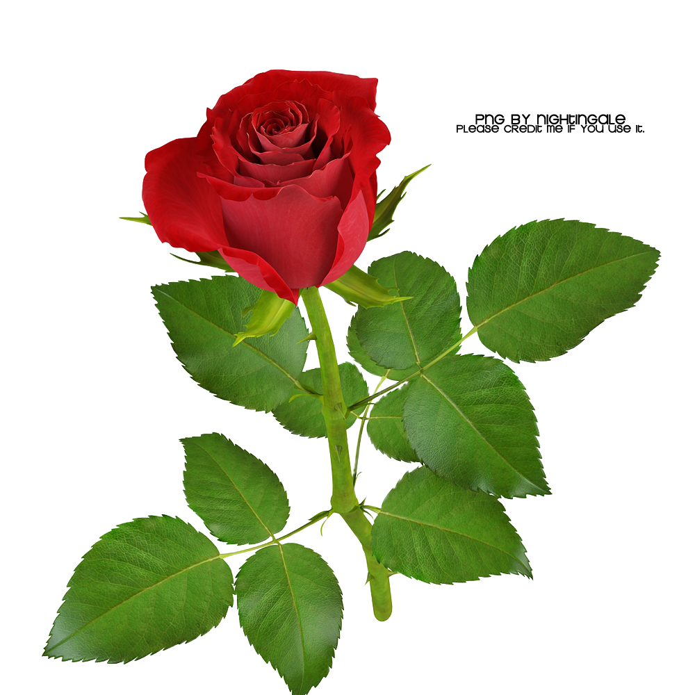 01 Rose Png Made By Nightingale By Taxitoheaven - Hình Cây Hoa Hồng (1000x1000)