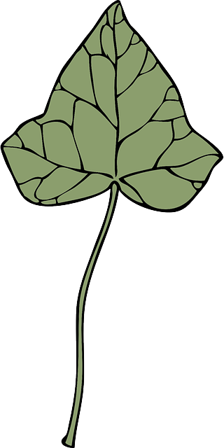 Plant, Extract, Medical, Ivy, Disease, Asthma - Clip Art (320x640)