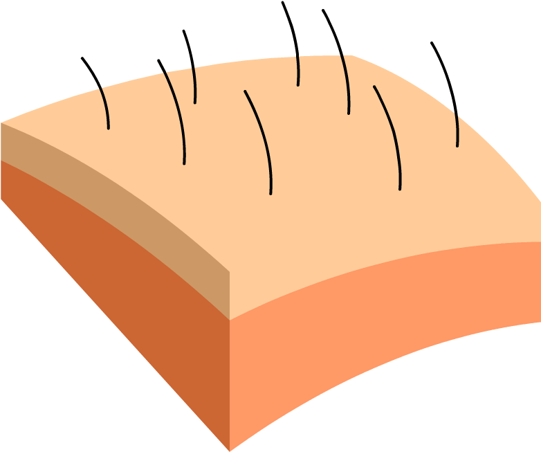 Skin - Illustration (880x880)