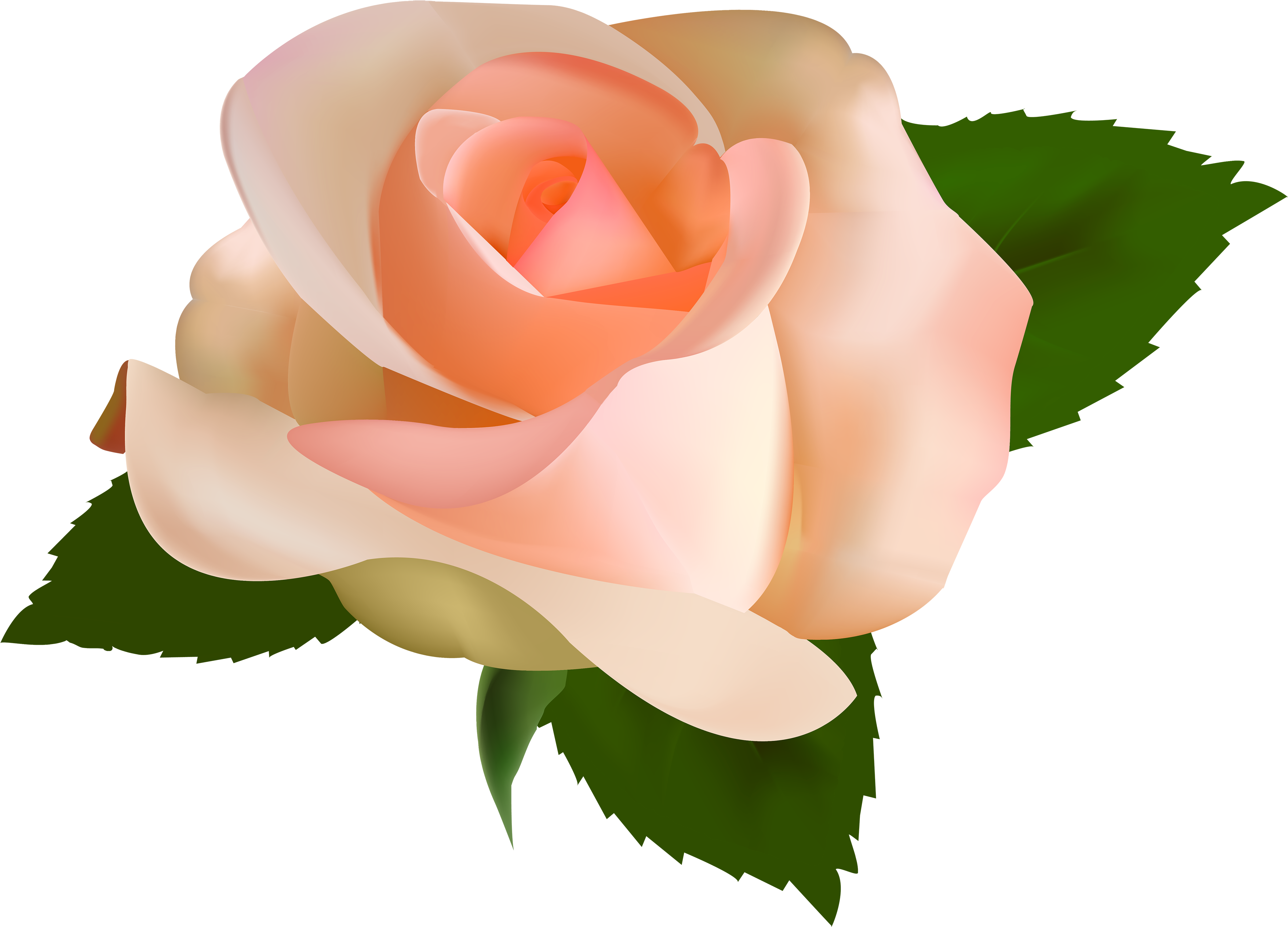 Peach Rose Png (4000x2892)