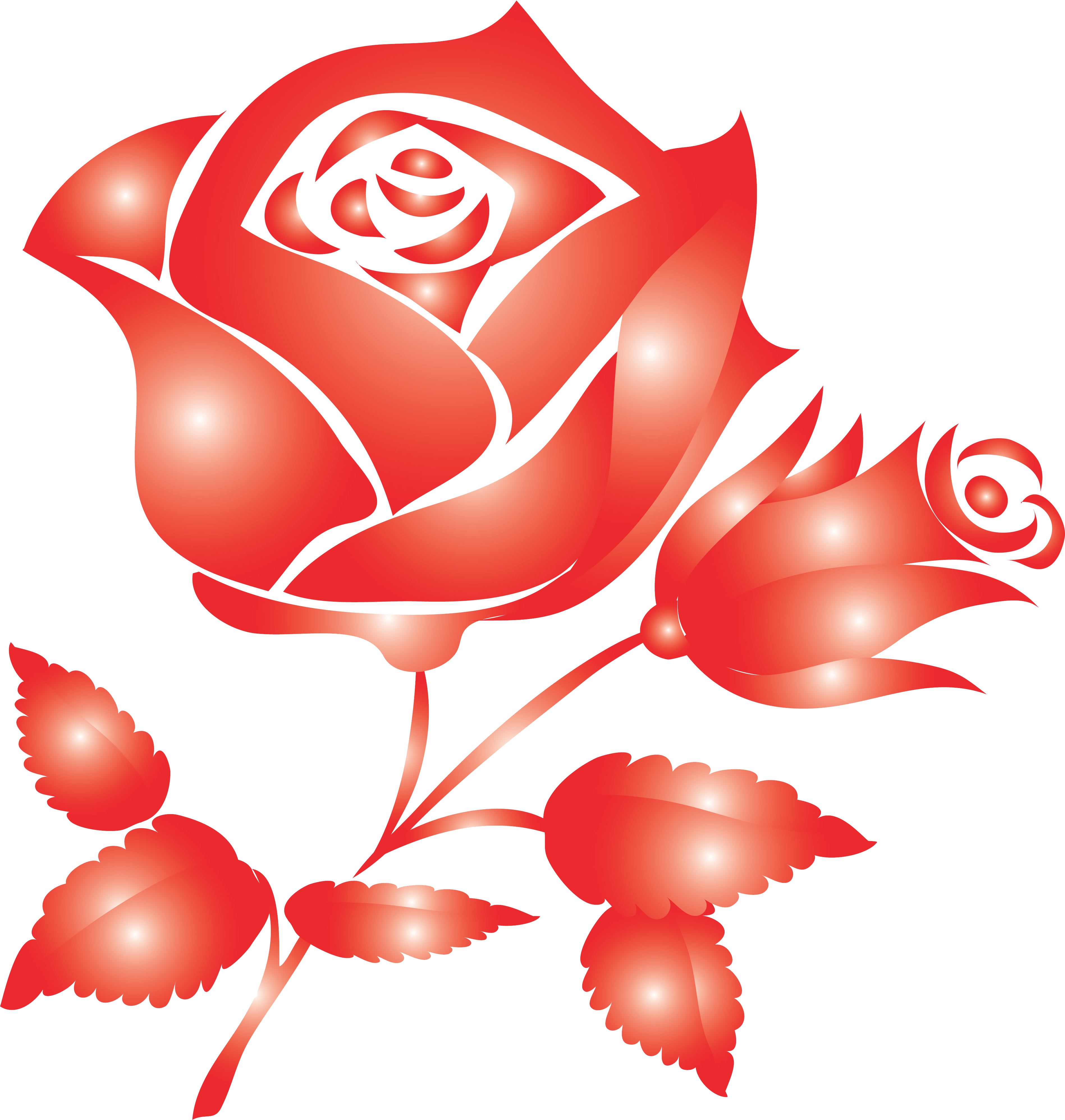 На белом листе бумаги нарисован красный цветок. Розы на прозрачном. Розы на прозрачном фоне. Красный цветок.