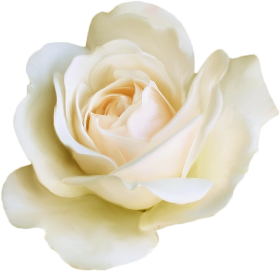 Garden Roses Dress Code Centifolia Roses Suit - Garden Roses Dress Code Centifolia Roses Suit (600x615)