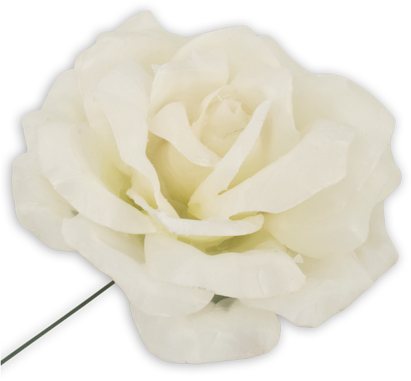 Garden Roses Centifolia Roses Cut Flowers Petal - Garden Roses Centifolia Roses Cut Flowers Petal (600x600)