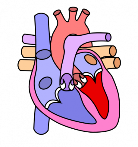 Cartoon Drawing Of A Human Heart - Heart Diagram Without Label (458x490)