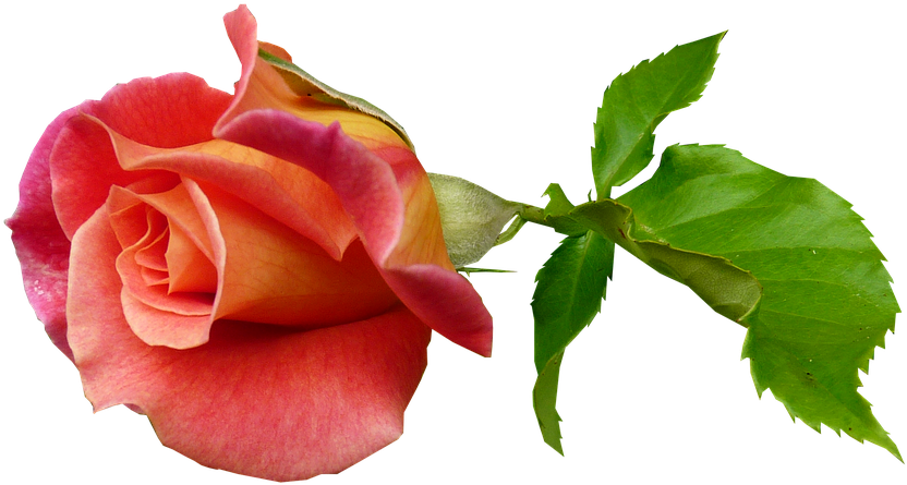 Rose Pictures Art 7, - Dream (960x524)