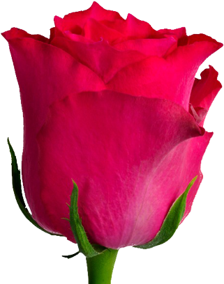 Rose Berry - Westlife (420x420)