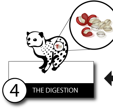 Kopiluwak Step4 - Civet Coffee Process (401x402)