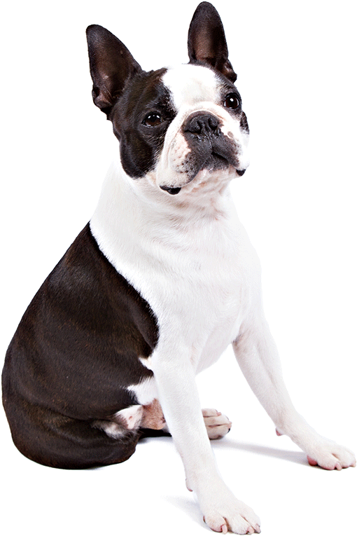 Boston Terrier Dog Breed Information - Boston Terrier Dog Png (1170x780)