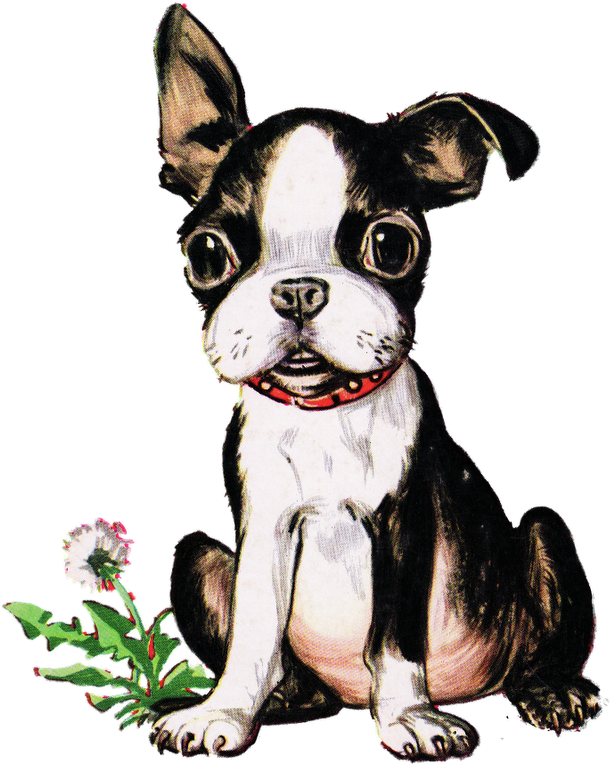 Vintage Boston Terrier Puppy - Boston Terrier Vintage Puppy Art Print - Mini (654x800)
